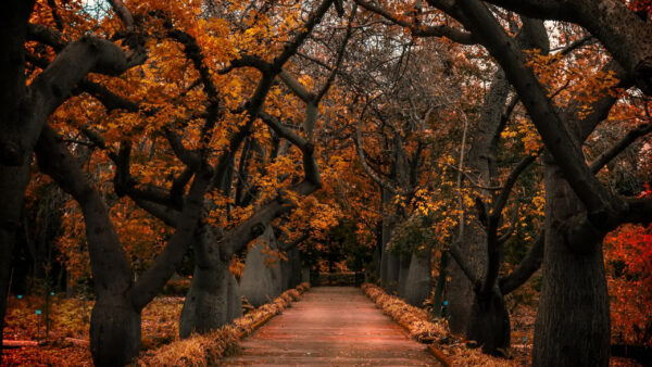 Wallpaper Orange, Fall, Nature, Path, Trees, Leaves, Autumn