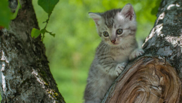 Wallpaper Branch, Background, Blur, Kitten, Cat, Green, Tree, Kittens, Standing