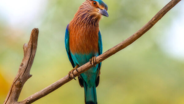 Wallpaper Blur, Green, Birds, Mobile, Bird, Tree, Standing, Background, Desktop, Rollers, Blue, Branch, Brown