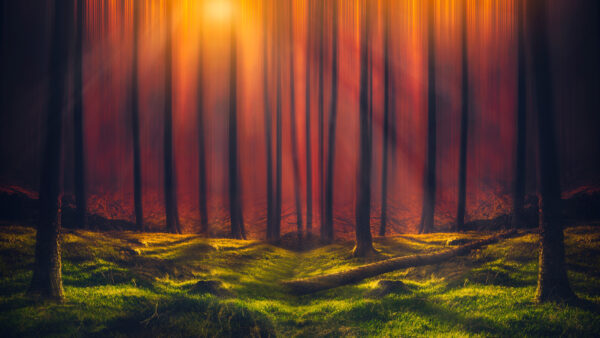 Wallpaper Sunset4K, Field, Grass, During, Trees, Desktop, Forest, Mobile, Green