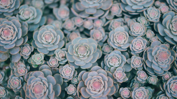 Wallpaper Succulents, Beautiful, Green, Bloom