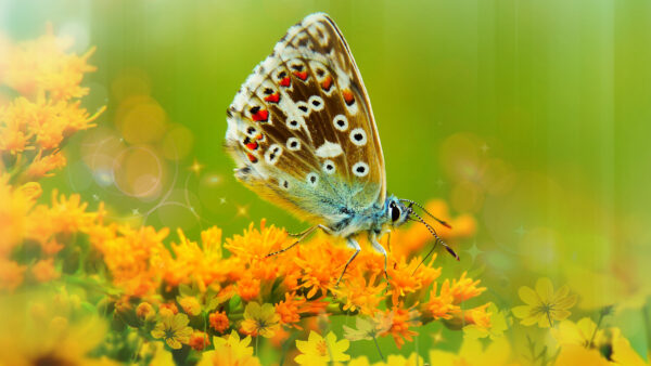 Wallpaper Green, White, Flower, Brown, Dot, Black, Desktop, Butterfly, Yellow, Background