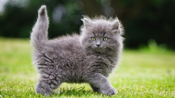 Wallpaper Yellow, Background, Blur, Cat, Ash, Kitten, Dark, Standing, Bokeh, Eyes