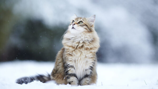 Wallpaper Sitting, Desktop, Cat, Snow, Brown