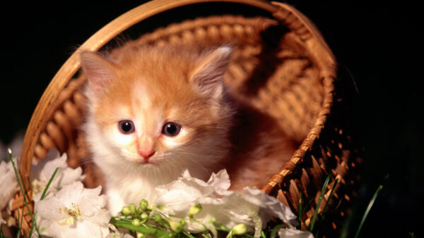 Wallpaper Basket, Sitting, Cat, Kitten, Inside, Flower, Brown, White