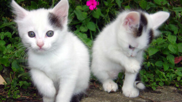 Wallpaper Background, Kittens, Flower, With, Kitten, Desktop, White, Cute, Plants