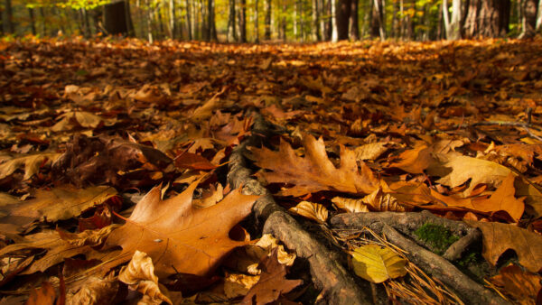 Wallpaper Closeup, Nature, Ground, View, Leaves, Dry