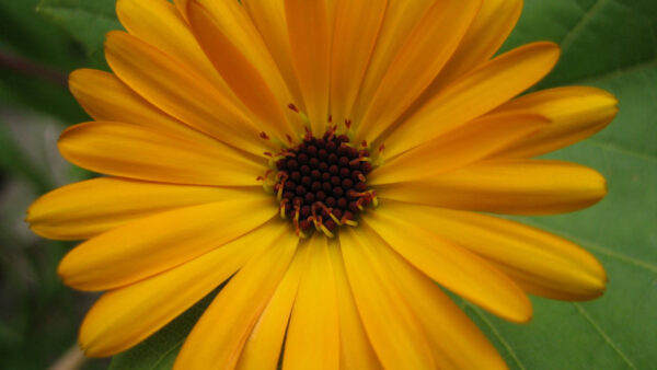 Wallpaper Yellow, Flowers, Flower, Petals