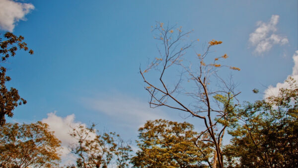 Wallpaper Trees, Blue, Sky, Green, Under, Desktop