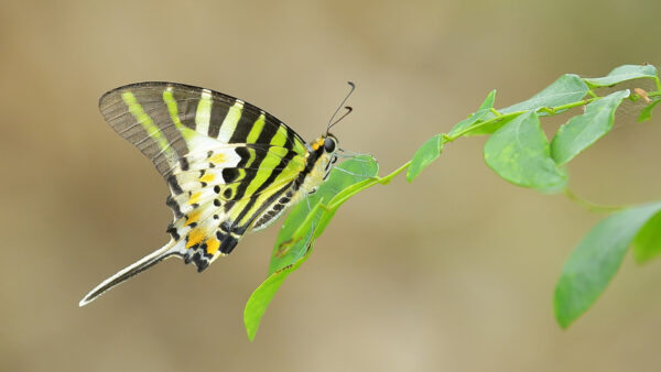 Wallpaper Leaf, Butterfly, White, Green, Black, Desktop