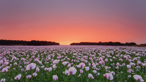 Wallpaper MacBook, Light, Poppy, Purple, Field, Yellow, Sky, Pink, Flowers