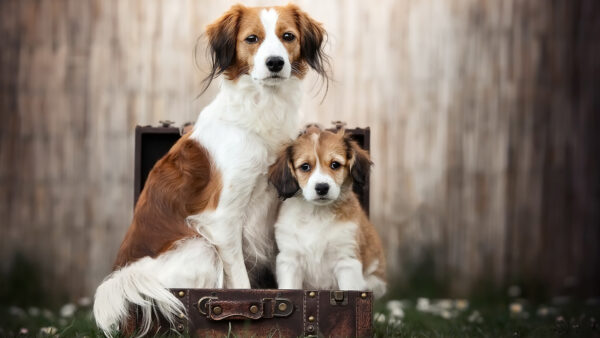 Wallpaper Animal, Suitcase, Dog, Puppy, Baby, Inside