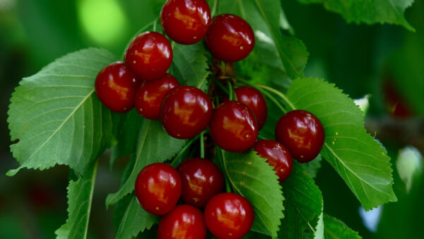 Wallpaper Berries, Leaves, Branches, Cherry, Mobile, With, Photography, Desktop, Tree, Red