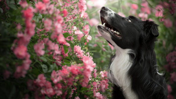 Wallpaper Black, Dog, Near, Standing, Looking, White, Pink, Plant, Flowers