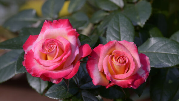 Wallpaper Green, With, Light, Petals, Leaves, Pink, Rose, Flowers