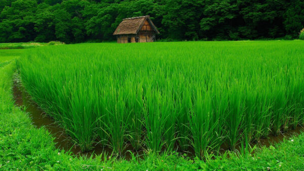 Wallpaper And, Green, Trees, The, Hut, Grasses, Middle