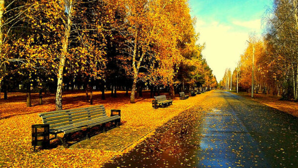 Wallpaper Green, Wood, Autumn, Road, Orange, Leaves, Yellow, Benches, Trees