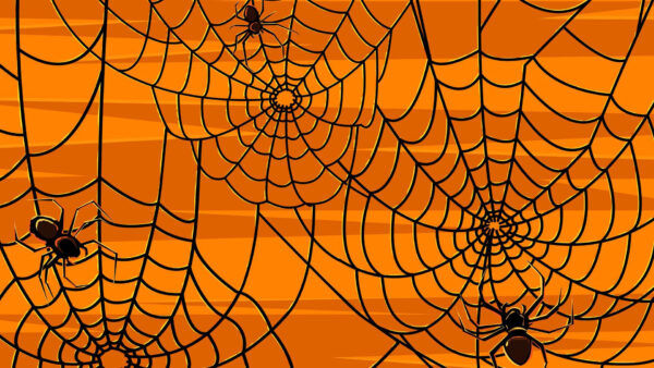 Wallpaper Orange, Net, Cute, Spider, Background, Brown, Halloween