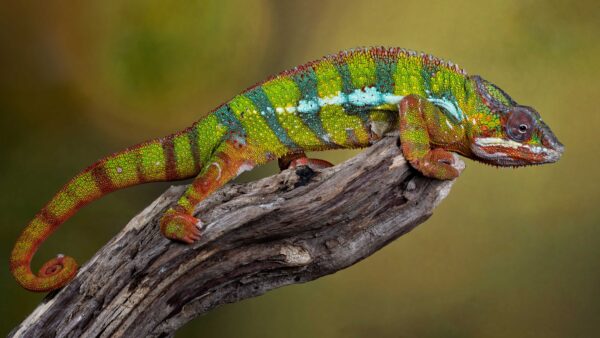 Wallpaper Blur, Background, Standing, Colorful, Branch, Chameleon, Tree, Green