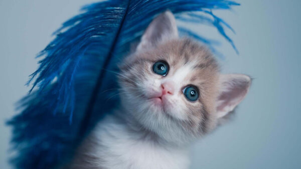 Wallpaper Kitten, Cat, Dark, White, Eyes, Feather, Blue, Brown, With