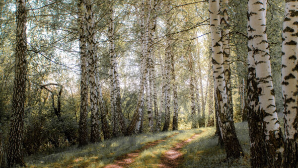 Wallpaper Background, Forest, Between, Path, Tree, Nature, Birch
