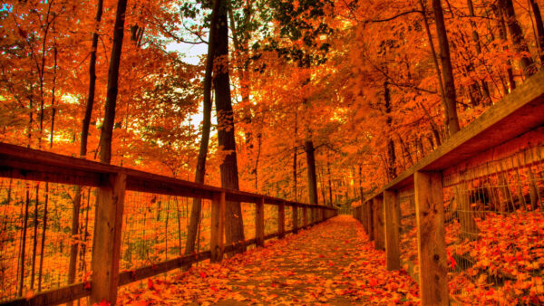 Wallpaper Fall, Red, Autumn, Background, Leaves, Between, Fallen, Forest, Trees, Wood, Bridge, With, Yellow
