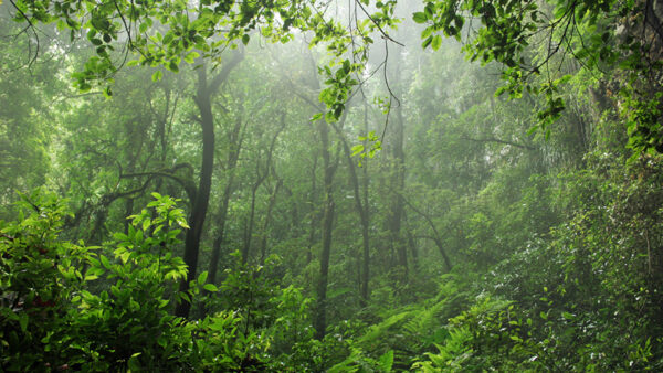 Wallpaper Green, Forest, Fog, Tress, Bushes, With, Plants, Nature