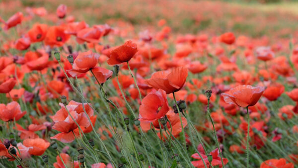 Wallpaper Field, Blur, Red, Background, Flowers, Common, Poppy