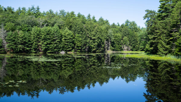 Wallpaper Desktop, Forest, Green, Trees, Reflection, Nature, Blue, Mobile, Sky, Bushes, Grass, Under, Lake, Spruce