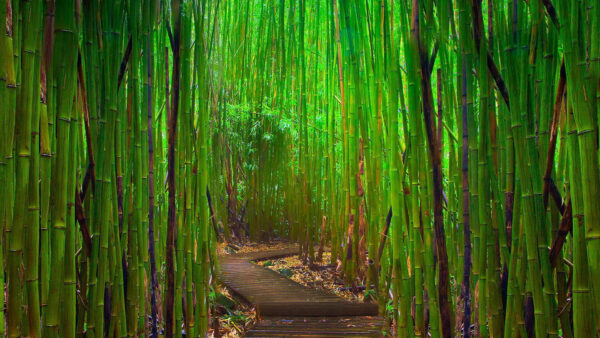 Wallpaper Forest, Trees, Background, Bamboo