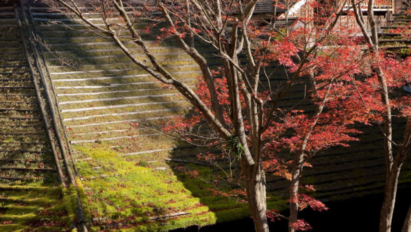 Wallpaper Autumn, Leafed, Algae, Roofs, Covered, Red, Trees, Nature, Building
