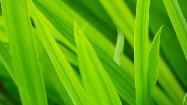 Wallpaper Grass, Green, Closeup, Nature, Leaves, View