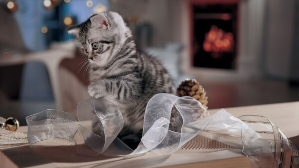 Wallpaper Kitten, Wood, Cat, White, Ribbon, Black, Table, Cute, Near, Sitting