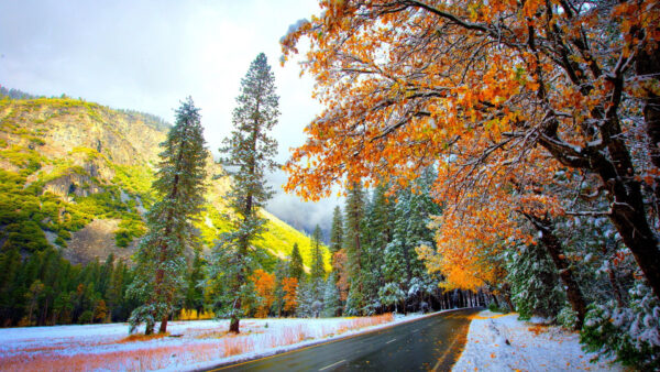 Wallpaper And, During, Trees, Snow, Fall, Mountain, Daytime, Covered, Road, Under, Colorful, Autumn, Blue, Between, Sky