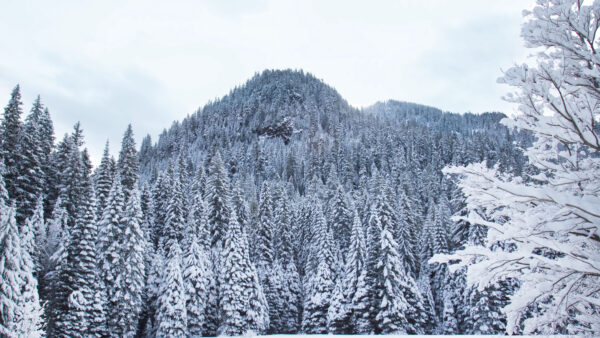 Wallpaper With, Background, Snow, Trees, Blue, Forest, Winter, Mountains, Spruce, Sky