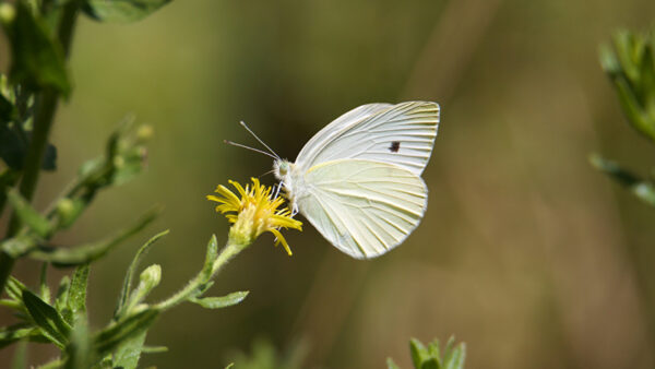 Wallpaper Flower, White, Background, Yellow, Butterfly, Blur, Light, Green