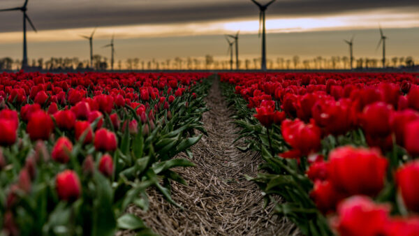 Wallpaper Flowers, Background, Red, Tulip, Windmills, Closeup, Field, View