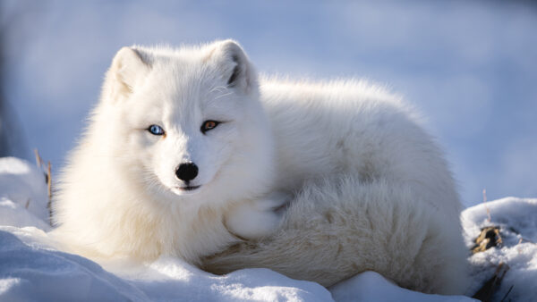 Wallpaper Snow, Arctic, Sitting, Closeup, Fox, View, White