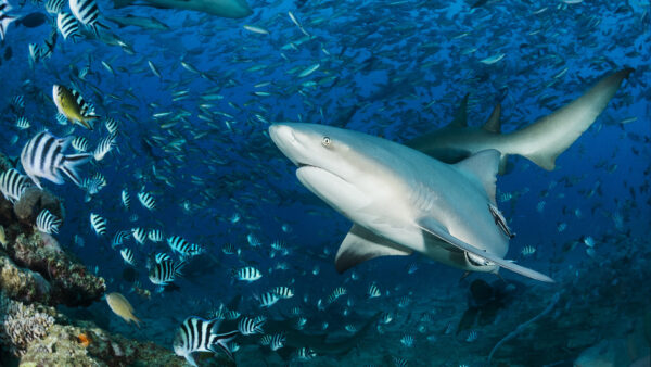 Wallpaper Ocean, White, Fishes, Shark, Shoaling, Coral, Reef, Colorful, Underwater