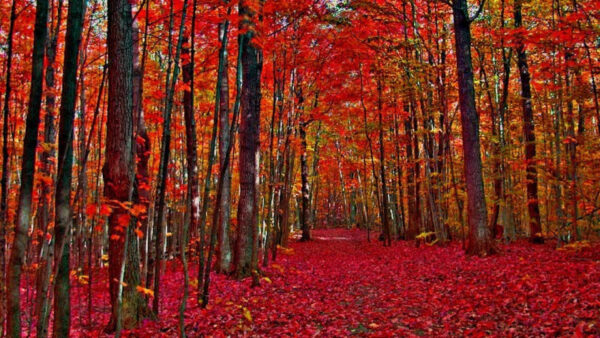 Wallpaper Red, Forest, Fall, Autumn, Background, Trees