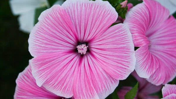 Wallpaper View, Aesthetic, Flowers, Closeup, Pink