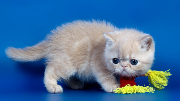 Wallpaper Background, Cat, Standing, Light, Kitten, Blue, Brown, White, Cute