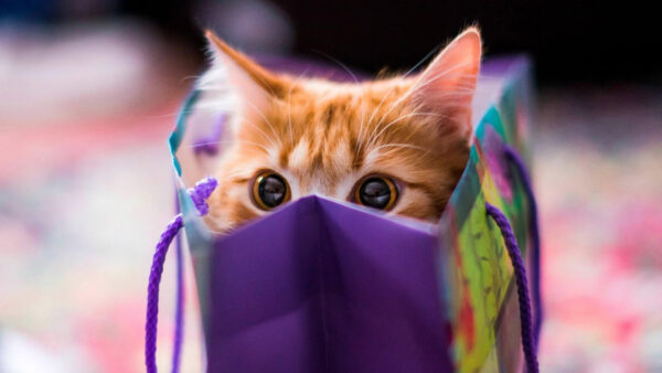 Wallpaper Funny, Cat, Kitten, Purple, Bag, Inside, Expression, Face
