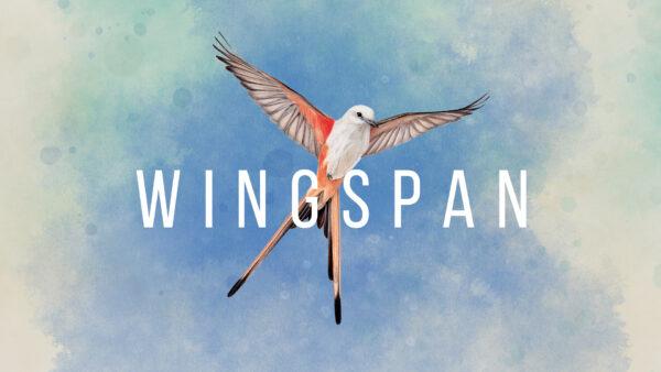 Wallpaper Bird, Wingspan