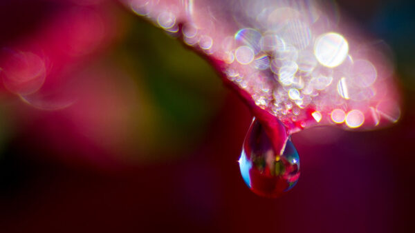 Wallpaper Blur, Drops, Pink, Leaf, Bokeh, Photography, Water