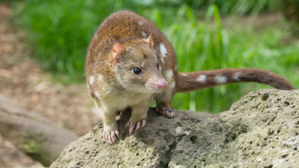 Wallpaper Standing, Rock, Green, Blur, Quoll, Nature, Background