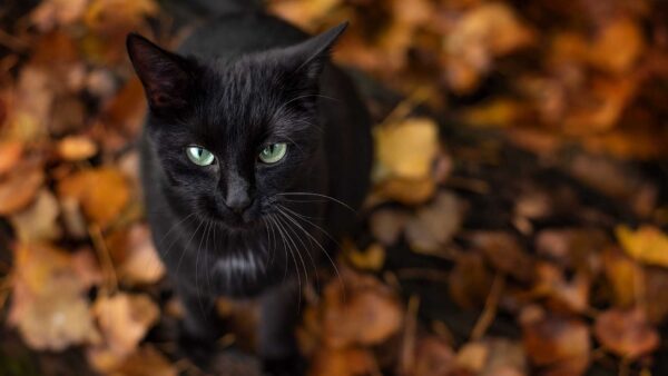 Wallpaper Cat, Black, Blur, Eyes, Green, Dry, Background, Looking, Light, Leaves