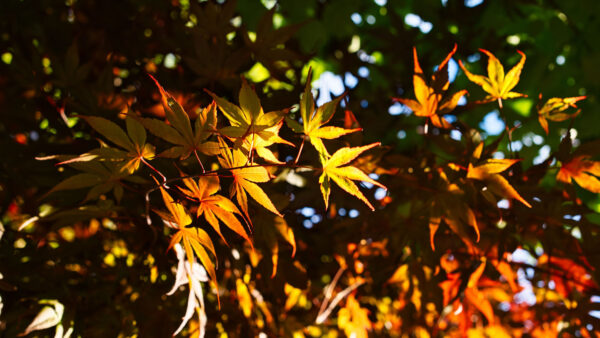 Wallpaper Blur, Bokeh, Tree, Nature, Green, Sunlight, Branches, Maple, Background, Leaves