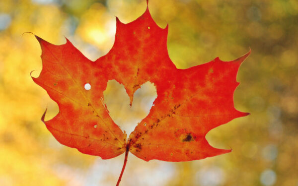 Wallpaper Maple, Heart, Love, Leaf