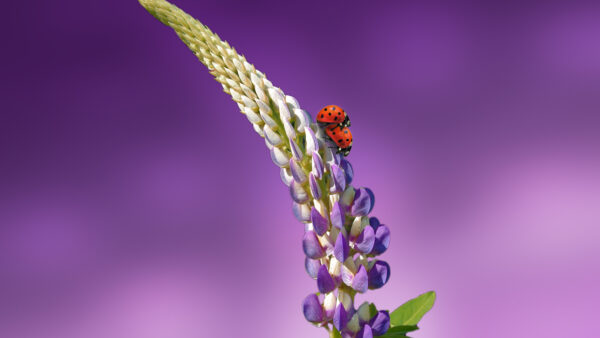 Wallpaper Ladybug, Ladybird, Lavender